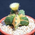 Astrophytum Myriostigma NUDUN rare cacti exotic flowering cactus seed 15 SEEDS Astrophytum Myriostigma NUDUN rare cacti exotic flowering cactus seed 15 SEEDS
