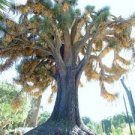 Yucca filifera, rare palm tree desert agave garden exotic aloe seed 15 SEEDS Yucca filifera, rare palm tree desert agave garden exotic aloe seed 15 SEEDS