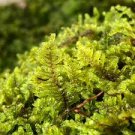 Live Brocade sheet Moss hypnum carpet 4x4" terrarium, bonsai, fairy garden plant
