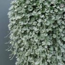SIlver Falls Dichondra - 5 seeds 2024 FRESH harvest - Beautiful trailing plant SIlver Falls Dichondra - 5 seeds 2024 FRESH harvest - Beautiful trailing plant