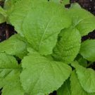 1200++ Organic Florida Broadleaf Mustard Green Seeds ,Cải bẹ xanh, 2024 Season 1200++ Organic Florida Broadleaf Mustard Green Seeds ,Cải bẹ xanh, 2024 Season