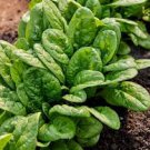 Bloomsdale Long Standing Spinach Seeds | NON-GMO | Heirloom | Fresh Garden Seeds Bloomsdale Long Standing Spinach Seeds | NON-GMO | Heirloom | Fresh Garden Seeds