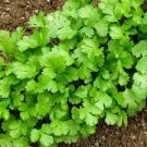 Cilantro Seeds | NON-GMO | Heirloom | Fresh Garden Seeds