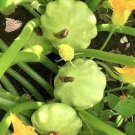 Bennings Green Tint Summer Squash Seeds | NON-GMO Squash Seed | Heirloom Seeds