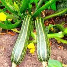 Italian Squash Zucchini Seeds | NON-GMO | Heirloom | Fresh Garden Seeds