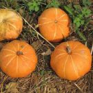 Jack Be Little Pumpkin Seeds | NON-GMO Pumpkin Seeds | Heirloom Garden Seeds