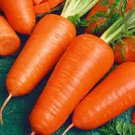 Chantenay Red Core Carrot Seeds | NON-GMO | Heirloom | Fresh Garden Seeds Chantenay Red Core Carrot Seeds | NON-GMO | Heirloom | Fresh Garden Seeds