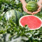 50+ Piccolo Hybrid Watermelon Seeds | Seedless Mini Melons | Sweet Garden Fruit for Planting 50+ Piccolo Hybrid Watermelon Seeds | Seedless Mini Melons | Sweet Garden Fruit for Planting