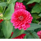 25+ Pink Marigold Seeds | Rare Garden Flowers | Soft Pink Blooms for Borders & Bouquets