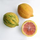 5+ Variegated Pink Lemon Seeds | Rare Citrus Tree | Striped Skin & Pink Flesh for Garden or Pot
