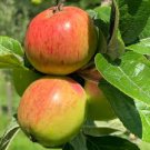 25+ Dunkerton's Late Apple Seeds | Rare Heirloom Cider Apple for Garden Planting | Malus domestica 25+ Dunkerton's Late Apple Seeds | Rare Heirloom Cider Apple for Garden Planting | Malus domestica