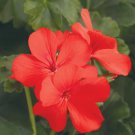 25+ Caliente Orange Geranium Seeds | Vibrant Heat-Loving Blooms | Garden & Container Favorite