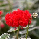 25+ Wilhelm Langguth Geranium Seeds | Variegated Foliage & Red Blooms | Garden or Pots 25+ Wilhelm Langguth Geranium Seeds | Variegated Foliage & Red Blooms | Garden or Pots
