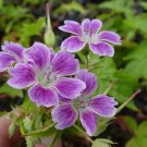 25+ Whiteleaf Geranium Seeds | Elegant White-Edged Foliage | Garden or Container Planting 25+ Whiteleaf Geranium Seeds | Elegant White-Edged Foliage | Garden or Container Planting