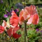 50+ Maloy Sweet Pea Seeds | Fragrant Climbing Flowers | Garden Trellis Planting 50+ Maloy Sweet Pea Seeds | Fragrant Climbing Flowers | Garden Trellis Planting