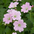 25+ Dreamland Geranium Seeds | Soft Pink Blooms | Compact Garden Bedding Plant 25+ Dreamland Geranium Seeds | Soft Pink Blooms | Compact Garden Bedding Plant