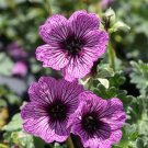 25+ Ballerina Geranium Seeds | Elegant Pink-White Blooms | Garden Bedding & Container Plant