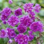 25+ Plenum Geranium Seeds | Hardy Double Blooms | Perennial for Borders & Cottage Gardens
