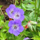 25+ Waterer's Blue Geranium Seeds | Hardy Perennial Cranesbill | Violet-Blue Garden Blooms 25+ Waterer's Blue Geranium Seeds | Hardy Perennial Cranesbill | Violet-Blue Garden Blooms