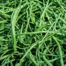 500+ Singara Rat's Tail Radish Seeds | Edible Pods | Unique Asian Heirloom Vegetable