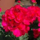 25+ Presto Pink Geranium Seeds | Compact Blooming Plant | Easy Grow Garden Flowers