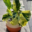 25+ Thai Beauty Calathea Seeds – Rare Tropical Foliage Plant, Indoor or Outdoor Container Garden