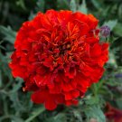 25+ French Fireball Marigold Seeds | Bold Bicolor Blooms | Compact Pollinator Garden Plant