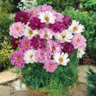200+ Double Click Mixed Cosmos Seeds | Frilly Blooms | Pollinator-Friendly Garden Flower 200+ Double Click Mixed Cosmos Seeds | Frilly Blooms | Pollinator-Friendly Garden Flower
