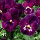 200+ Floral Power Raspberry Pansy Seeds | Viola | Bright Raspberry Blooms for Garden Planting