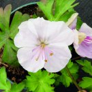 25+ St. Ola Geranium Seeds | Pale Lilac Hardy Perennial Flowers for Garden Borders & Pollinators