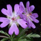25+ Tuberosum Geranium Seeds | Hardy Cranesbill with Violet-Purple Blooms | Garden Planting