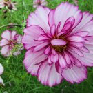 200+ Double Take Cosmos Seeds | Ruffled Bi-Color Blooms | Annual Cut Flower | Garden Planting