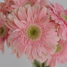 200+ Light Pink Gerbera Daisy Seeds | Bright Long-Blooming Flowers | Garden & Cut Flower Seeds