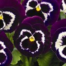 200+ Viva La Violet Pansy Seeds | Vibrant Purple Viola Flowers | Cold Hardy Garden Blooms 200+ Viva La Violet Pansy Seeds | Vibrant Purple Viola Flowers | Cold Hardy Garden Blooms