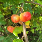 25+ Malus sieversii Crabapple Seeds | Wild Apple Ancestor | Rare Heirloom Fruit Tree Seeds