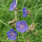 25+ Pratense Geranium Seeds | Hardy Blue-Purple Blooms | Perennial Garden Ground Cover 25+ Pratense Geranium Seeds | Hardy Blue-Purple Blooms | Perennial Garden Ground Cover