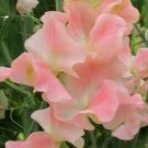 50+ Yvette Ann Sweet Pea Seeds | Fragrant Pink Flowers | Climbing Garden Annual 50+ Yvette Ann Sweet Pea Seeds | Fragrant Pink Flowers | Climbing Garden Annual