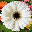 200+ White Gerbera Daisy Seeds | Pure Blooms for Garden Beds, Pots, and Cut Flower Arrangements 200+ White Gerbera Daisy Seeds | Pure Blooms for Garden Beds, Pots, and Cut Flower Arrangements