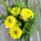 25+ Nosento Limegreen Marigold Seeds | Unique Green Blooms for Garden Beds & Borders 25+ Nosento Limegreen Marigold Seeds | Unique Green Blooms for Garden Beds & Borders
