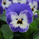200+ Sorbet XP Delft Blue Pansy Seeds | Rare Bi-Color Viola for Spring & Fall Gardens 200+ Sorbet XP Delft Blue Pansy Seeds | Rare Bi-Color Viola for Spring & Fall Gardens