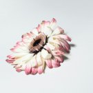 200+ White & Pink Gerbera Daisy Seeds | Vibrant Cut Flowers for Garden & Bouquets 200+ White & Pink Gerbera Daisy Seeds | Vibrant Cut Flowers for Garden & Bouquets