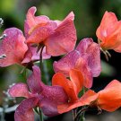 50+ Blue Vein Sweet Pea Seeds | Fragrant Climbing Blooms in Blue & Violet Hues