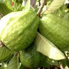 50+ Giant Vietnamese (Bangkok) Guava Seeds | Large Tropical Fruit Tree for Planting