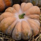 25+ Fairytale Pumpkin Seeds | French Heirloom for Fall & Garden Planting 25+ Fairytale Pumpkin Seeds | French Heirloom for Fall & Garden Planting