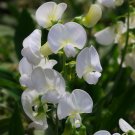 50+ White Pearl Perennial Sweet Pea Seeds | Lathyrus latifolius for Garden Trellis 50+ White Pearl Perennial Sweet Pea Seeds | Lathyrus latifolius for Garden Trellis