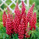 25+ Red Arrow Lupine Seeds | Vibrant Red Lupinus Plants for Beautiful Garden Flowering 25+ Red Arrow Lupine Seeds | Vibrant Red Lupinus Plants for Beautiful Garden Flowering