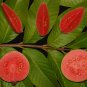 50+ Ruby Supreme Guava Seeds â Sweet Tropical Fruit Tree â Red-Fleshed Guava for Gardens