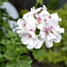 25+ Precision White Red Eye Ivy Leaf Geranium Seeds – Trailing Blooms for Hanging Baskets