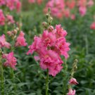 1000+ Madame Butterfly Rose Snapdragon Seeds – Pink Double Blooms – Garden Annual Favorite 1000+ Madame Butterfly Rose Snapdragon Seeds – Pink Double Blooms – Garden Annual Favorite