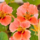 50+ Salmon Gleam Nasturtium Seeds – Edible Trailing Flowers – Tropaeolum majus Annual 50+ Salmon Gleam Nasturtium Seeds – Edible Trailing Flowers – Tropaeolum majus Annual